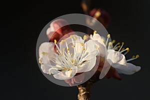 Apricot blossoms in direct sunlight, black background