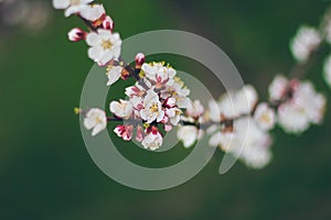 Apricot blossoms on the green background. Beautiful nature scene with branch in bloom. Spring flowers. Springtime