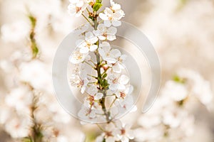 Apricot blossoms in spring, copy