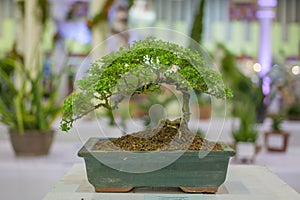 Apricot bonsai tree blooming in spring with yellow flowering branches curving create unique beauty of spring in Vietnam