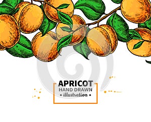 Apricot branch border. Hand drawn isolated fruit. Summer food illustration