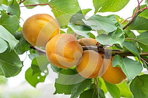 Apricot branch with delicious ripe fruits. Growing apricots
