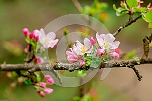 Apricot branch with flowers and buds in foreground. Close-up of flowers. Saponification of flowers of fruit trees. Blooming branch