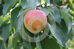 Apricot on branch