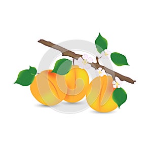 Apricot branch with ripe fruits, green leaves and flowers on a white background. Bright composition. Design element for