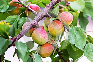 Apricot branch with ripe fruits. Growing apricots_