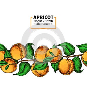 Apricot branch seamless border. Hand drawn isolated fruit. Summer food illustration.