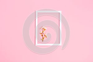 Apricot branch in a white frame on a pink background with space for text