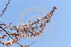 Apricot buds and flowers against a clear blue sky. Fresh spring background. Nature comes to life and blooms. Place for text.