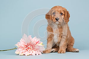 Apricot cavapoo puppy with a pink flower