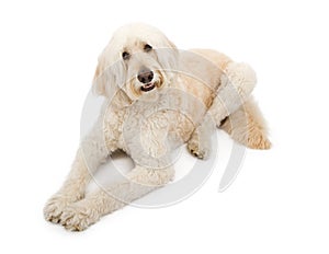 Apricot Color Golden Doodle Dog