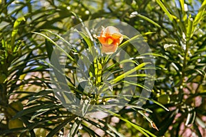 Apricot colored flower of Cascabela thevetia Yellow oleander, Lucky nut