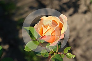 Apricot-colored rose of the 'Lady Emma Hamilton' variety - English Shrub Rose bred by David Austin