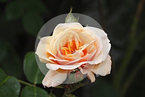 Apricot colored Rose
