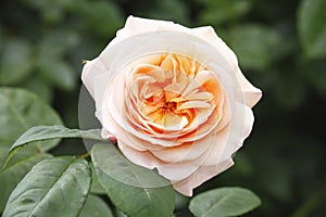 Apricot colored Rose