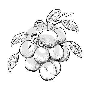 Apricot Coloring Page For Kids