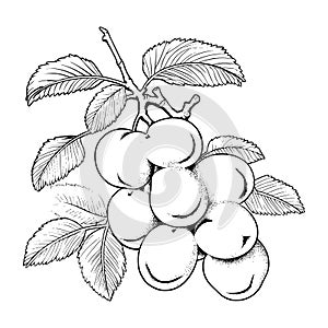 Apricot Coloring Page For Kids