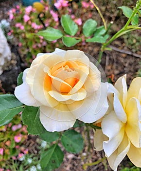 Apricot coloured Rose
