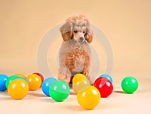 Apricot cute toy poodle puppy