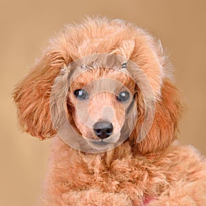 Apricot cute toy poodle puppy