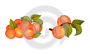 Apricot Drupe Fruit with Green Leaves Isolated on White Background Vector Set