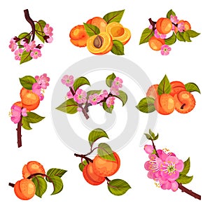 Apricot Drupe Fruit Hanging on Leafy Tree Branch and Halved Vector Set