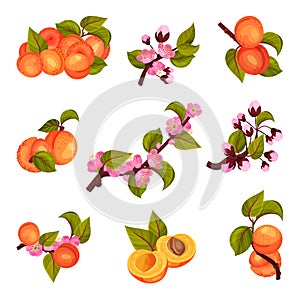 Apricot Drupe Fruit Hanging on Leafy Tree Branch and Halved Vector Set photo