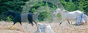 Apricot Dun Buckskin stallion and Black stallion wild horses running in the Pryor Mountains Wild Horse Range in Montana USA