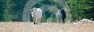 Apricot Dun Buckskin stallion and Black stallion wild horses walking in the Pryor Mountains Wild Horse Range in Montana