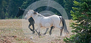 Apricot Dun White Buckskin stallion and Black stallion wild horses running in the Pryor Mountains Wild Horse Range in Montana USA