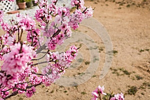 Apricot Flower 