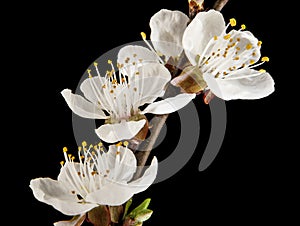 Apricot flower on black