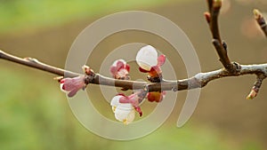 Apricot flower blossom fruit tree growing bloom bud white red branch orchards garden spring trees Prunus armeniaca