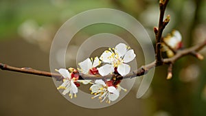 Apricot flower blossom fruit tree growing bloom bud white red branch orchards garden spring trees Prunus armeniaca