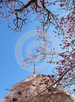 Apricot flower on blue sky and stupa