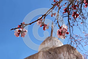 Apricot flower on blue sky and stupa background