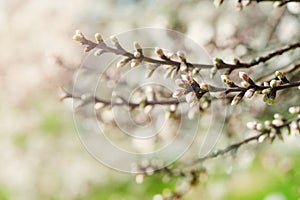 Apricot flower bud on a tree branch, branch with tree buds