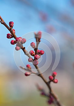 Apricot flower bud on a tree branch, branch with tree buds. Tree Bud - spring