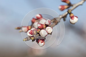 Apricot flower buds at the moment of blooming, macro.