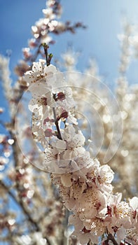 Apricot flower in Leh Ladakh, India