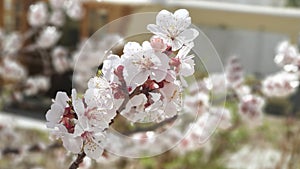 Apricot flower in Leh Ladakh, India