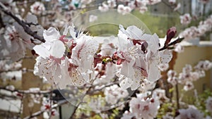 Apricot flower in Leh Ladakh, India