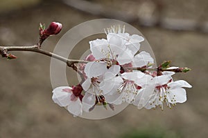 Apricot flower in Leh Ladakh, India