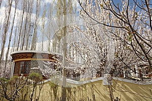 Apricot flower in Leh Ladakh, India