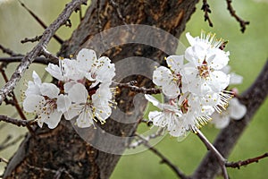 Apricot flower in Leh Ladakh, India