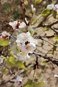 Apricot flower in palm photo