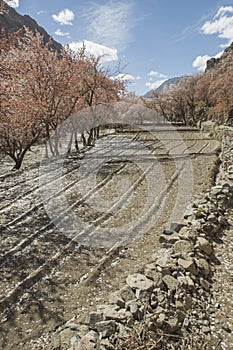 Apricot flower and tomato field in Leh