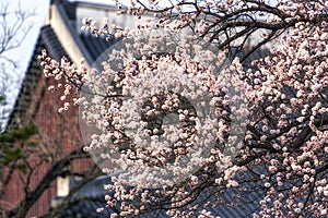 Apricot flower tree in gyeongbok palace