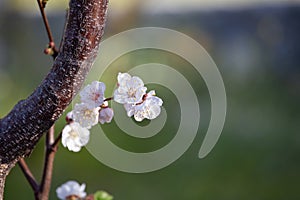 Apricot flowering tree in spring time. Sakura branch.