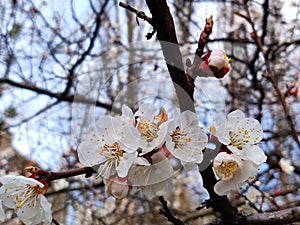 Apricot flowers